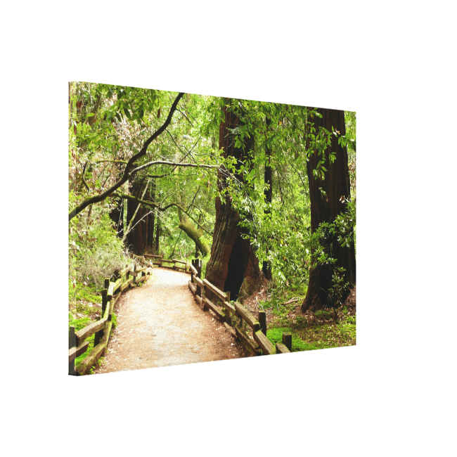 Muir Woods Path II California National Monument Canvas Print Muir Woods Path II California National Monument Canvas Print