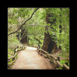 Muir Woods Path II Magnet