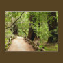 Muir Woods Path II Postcard