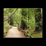 Muir Woods Path II Postcard