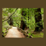Muir Woods Path II Print