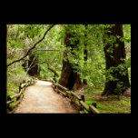Muir Woods Path II Print