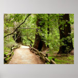 Muir Woods Path II Print