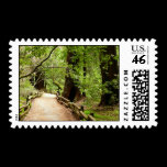 Muir Woods Path II Stamp