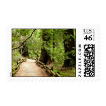 Muir Woods Path II Stamp