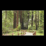 Muir Woods Path II Sticker