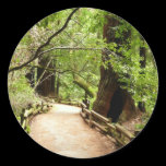 Muir Woods Path II Sticker