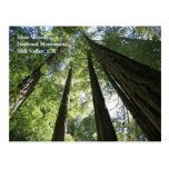 Muir Woods Post Card