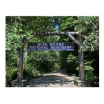 Muir Woods Post Card