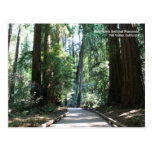 Muir Woods Post Card