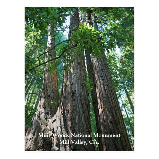Muir Woods Post Card