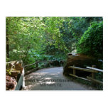 Muir Woods Post Card