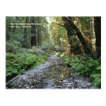 Muir Woods Post Card