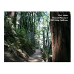 Muir Woods Post Card