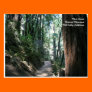 Muir Woods Post Card