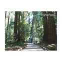 Muir Woods Post Card postcards