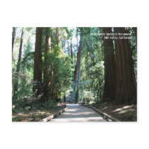 Muir Woods Post Card postcards by michaelsnydermusic Muir Woods Post Card postcards