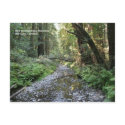 Muir Woods Post Card postcards