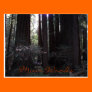 Muir Woods Postcard
