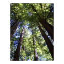 Muir Woods posters by JenniferPlante05 Muir Woods posters