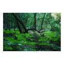 Muir Woods Serenity posters by Maxwell7777 Muir Woods Serenity posters