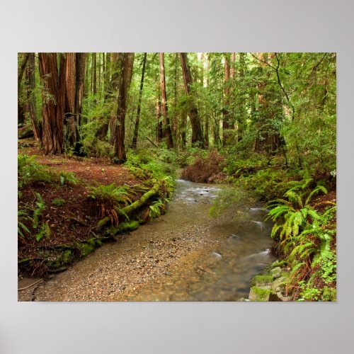 Muir Woods Stream zazzle_print