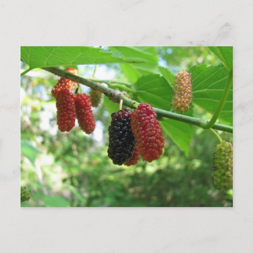 Mulberry Tree postcard