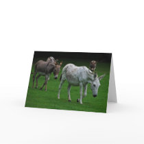Mule and donkey greeting card cards