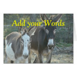 makara, mule, mules, donkey, donkeys, farm,