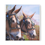 mule days fridge magnet
