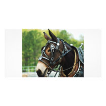 Mule Days Thursday 2010 Columbia TN 624, SEE YA... Photo Card Template