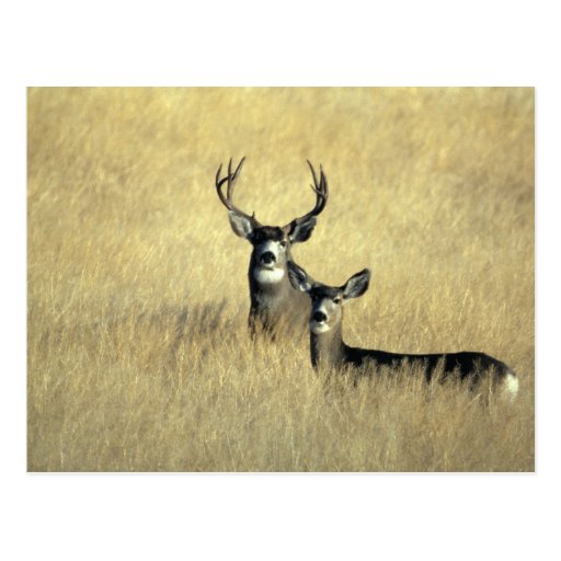 Mule Deer Buck - Doe Postcards