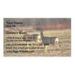 Mule Deer Business Card Template
