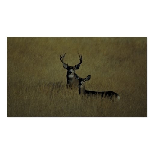 Mule Deer Business Cards (back side)