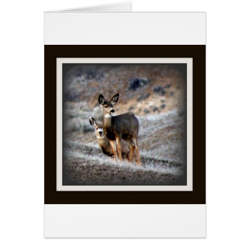 Mule Deer card