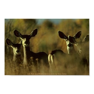 Mule Deer Herd print