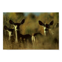 Mule Deer Herd posters by moxieann Mule Deer Herd posters