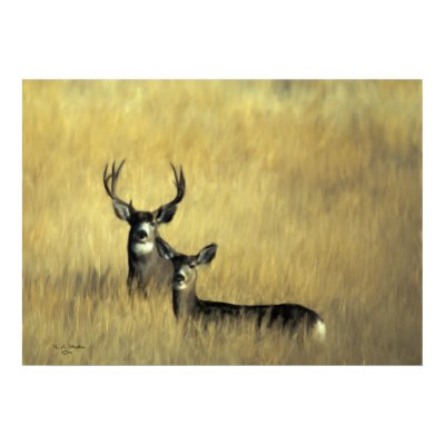 Mule Deer in Brush Print by 777Images