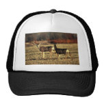 Mule Deer Mesh Hat