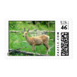 Mule Deer Postage