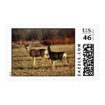 Mule Deer Stamps