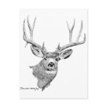 Mule Deer Post Card