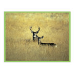 Mule Deer Postcards