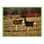 Mule Deer Postcards
