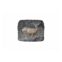 Mule Deer posters by mjimaging Mule Deer posters