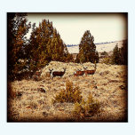Mule Deer Poster posters