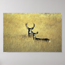 Mule Deer Print