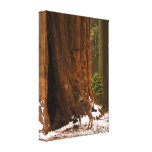 Mule Deer Wrapped Canvas Gallery Wrap Canvas