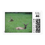 Mule_deer_yellowstone Stamp