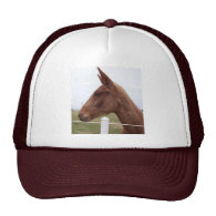 Mule-Headed Hat / Cap